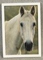 Tavla häst, 190529.jpg